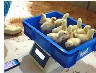 ブロイラーの体重を量るバードスケール